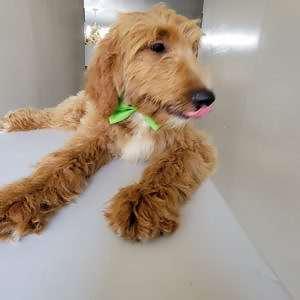 Goldendoodle By Aggie