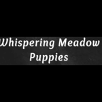 WhisperingMeadow Puppies